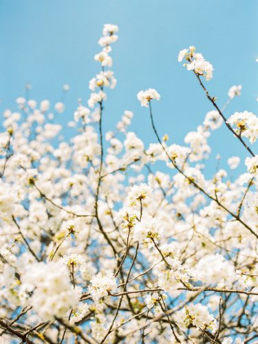 Loire-Valley-Spring-Flowers