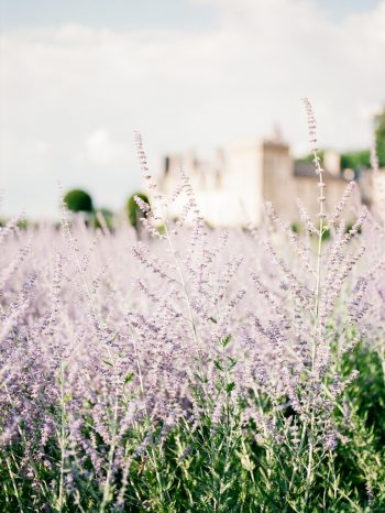 Villandry-venue-lavender